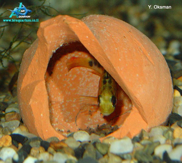 www.israquarium.co.il